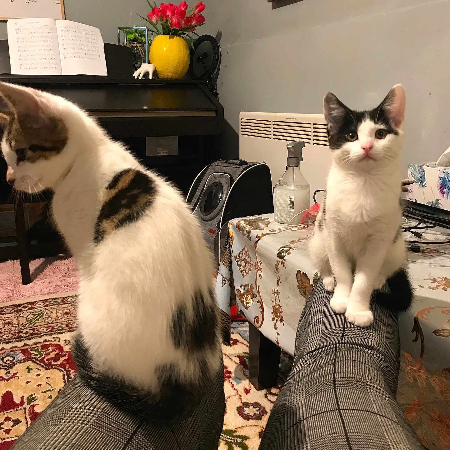 Lucy joined the competition — help win amazing prizes! animal, architecture, book, building, cat, clothing, couch, electronics, furniture, glove, indoors, interiordesign, kitten, livingroom, pet, plant, pottedplant, publication, room, speaker