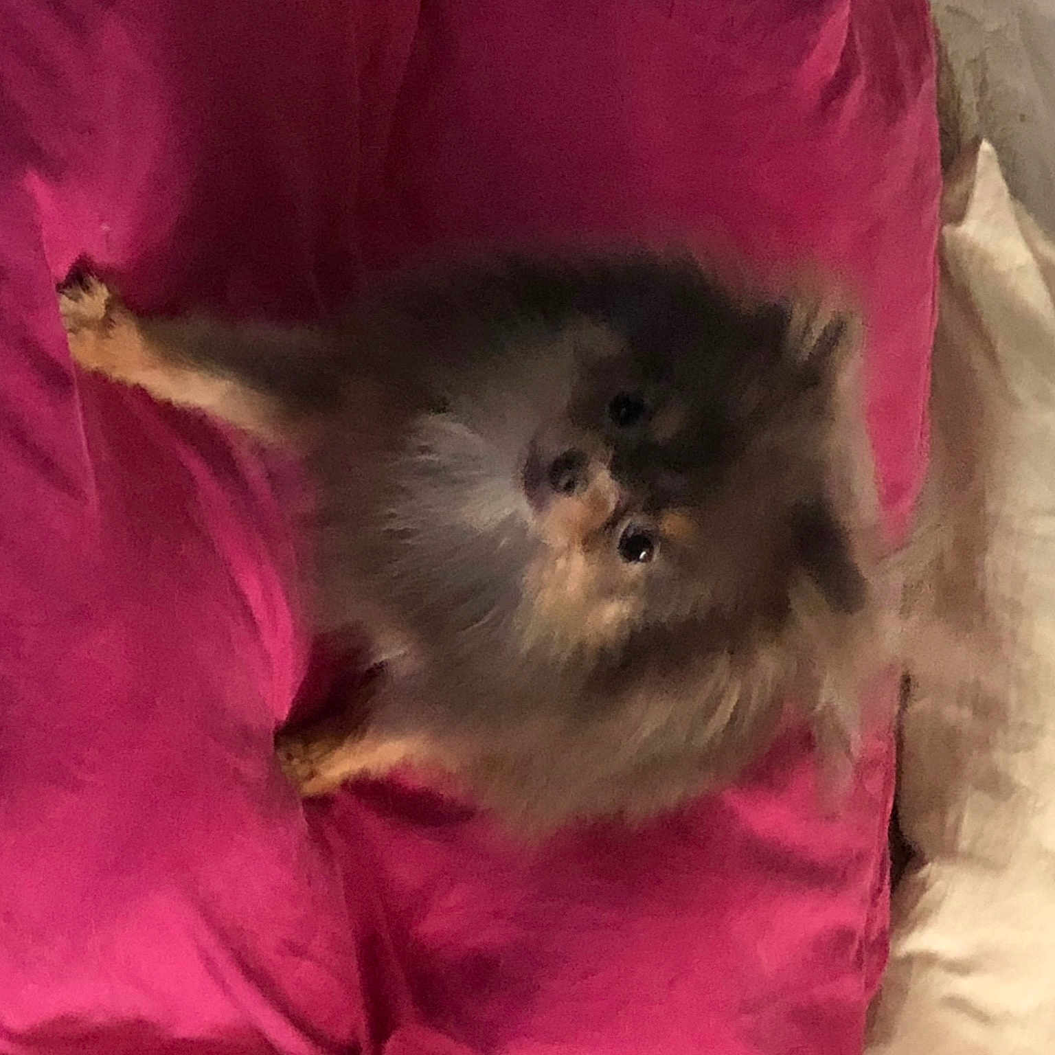 Tierra participe au concours pour gagner de l'argent avec cette photo : canidae, carnivore, companion_dog, corgi_chihuahua, dog, dog_breed, dog_supply, fawn, felidae, fur, german_spitz, magenta, paw, small_to_medium_sized_cats, snout, spitz, sporting_group, toy_dog, whiskers, working_animal