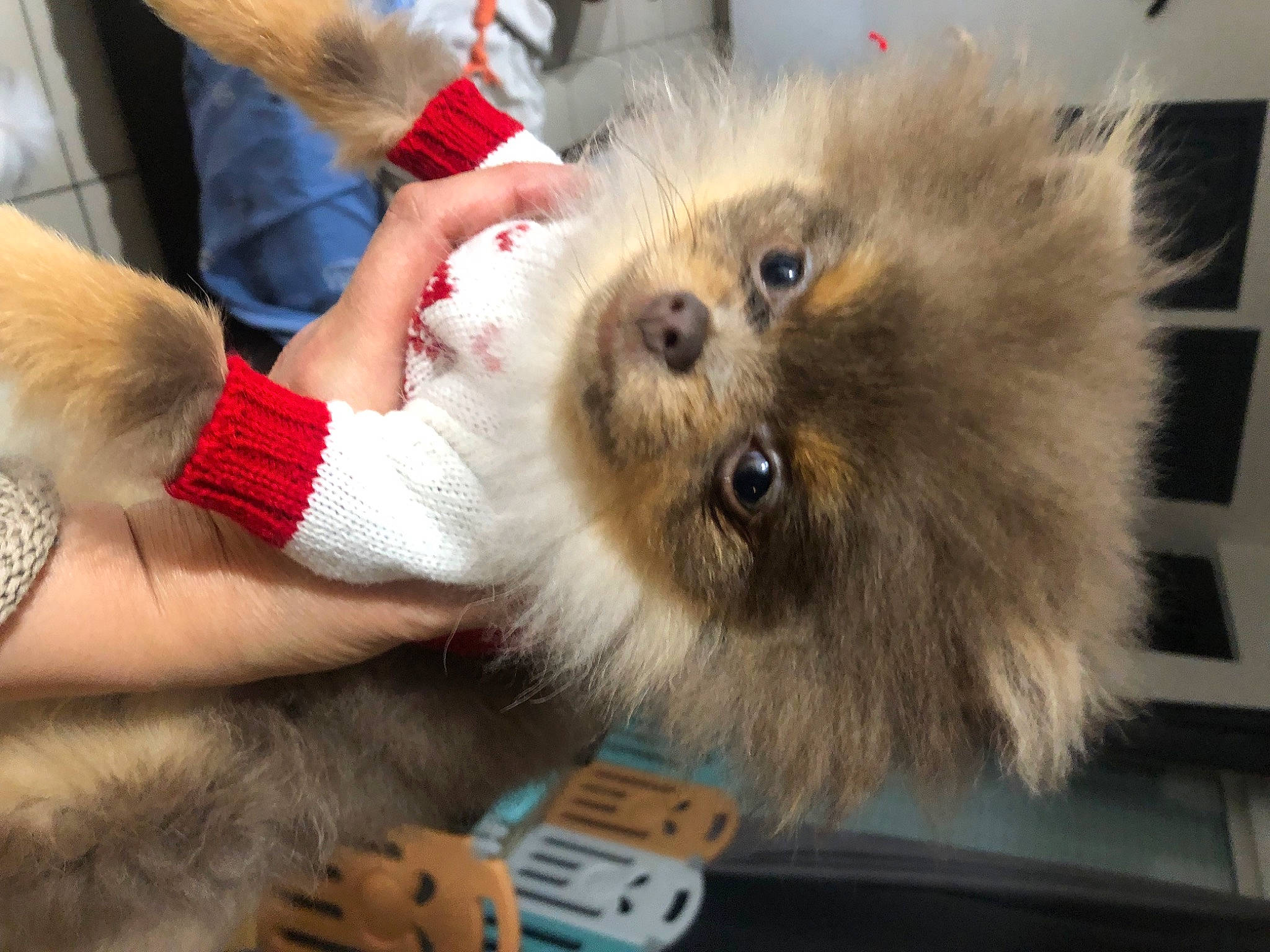 Tierra a rejoint le concours — aidez-le/la à gagner de superbes lots ! canidae, carnivore, claw, companion_dog, dog_breed, fawn, felidae, fur, nail, paw, small_to_medium_sized_cats, snout, spitz, sporting_group, toy_dog, whiskers, wrist