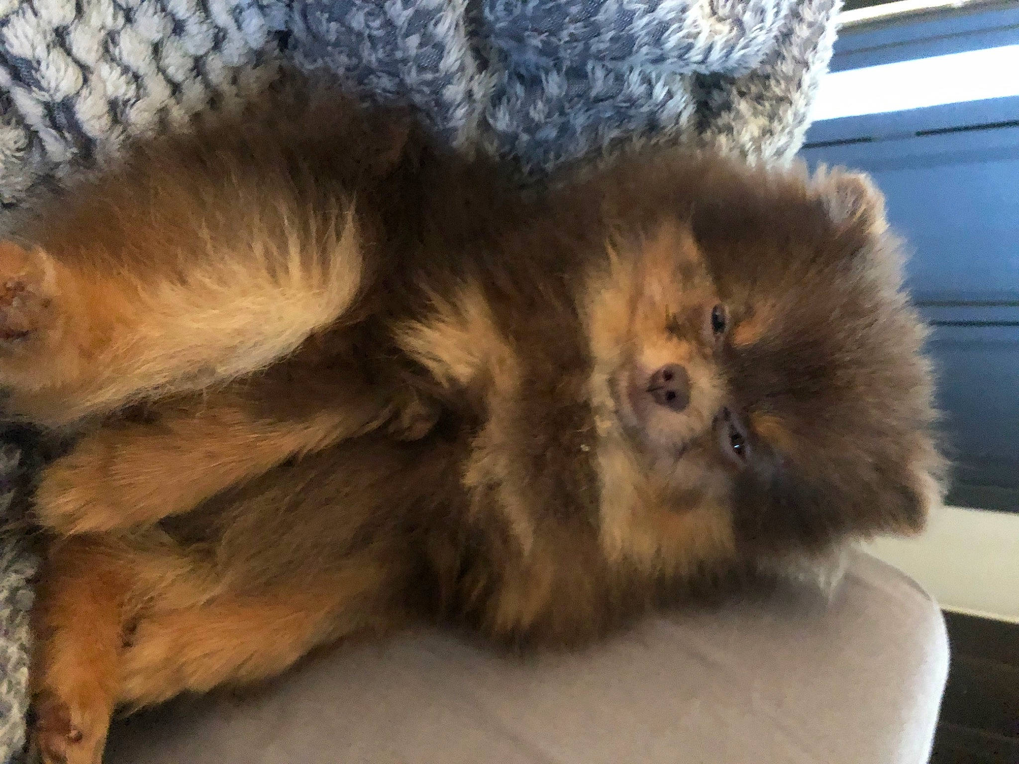 Tierra a rejoint le concours — aidez-le/la à gagner de superbes lots ! canidae, carnivore, companion_dog, dog, dog_breed, fawn, felidae, fur, german_spitz, german_spitz_klein, liver, paw, snout, spitz, sporting_group, terrestrial_animal, toy_dog, whiskers, wildlife, working_animal