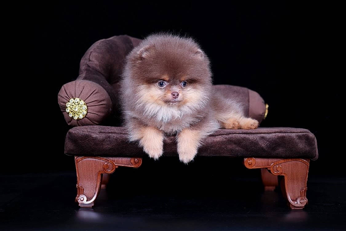 Tierra a rejoint le concours — aidez-le/la à gagner de superbes lots ! canidae, claw, companion_dog, corgi_chihuahua, darkness, dog_breed, fur, liver, paw, photo_caption, primate, puppy, sitting, snout, sporting_group, still_life_photography, tail, terrestrial_animal, toy_dog, whiskers