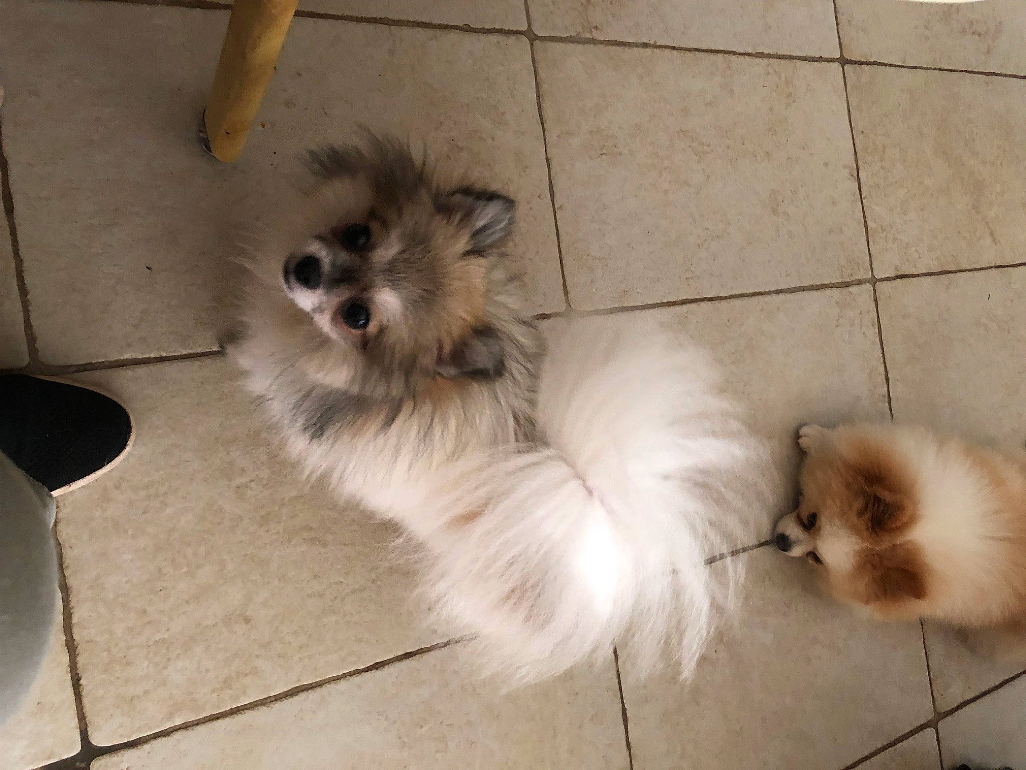 Segara a rejoint le concours — aidez-le/la à gagner de superbes lots ! ancient_dog_breeds, canidae, carnivore, companion_dog, dog, dog_breed, dog_supply, fawn, flooring, fur, liver, non_sporting_group, paw, snout, sporting_group, tail, terrestrial_animal, toy_dog, whiskers, working_animal