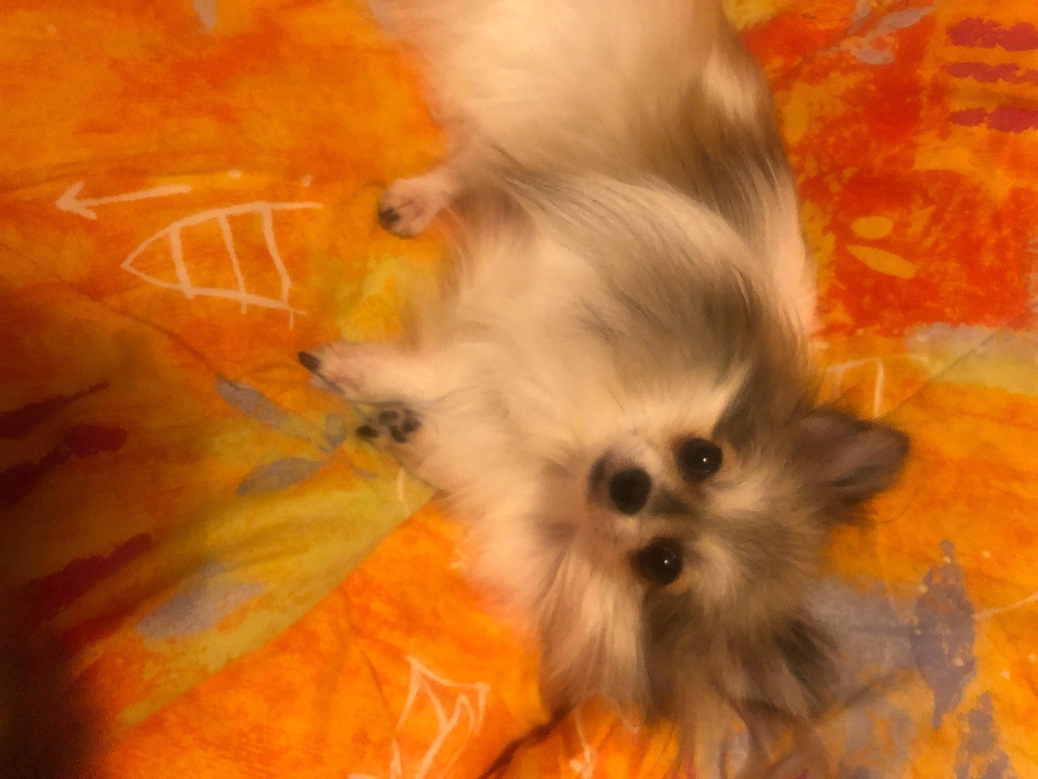 Segara participe au concours pour gagner de l'argent avec cette photo : canidae, carnivore, close_up, companion_dog, corgi_chihuahua, dog, dog_breed, dog_supply, fawn, fur, liver, maltepoo, non_sporting_group, puppy, shih_tzu, sporting_group, toy_dog, whiskers, working_animal