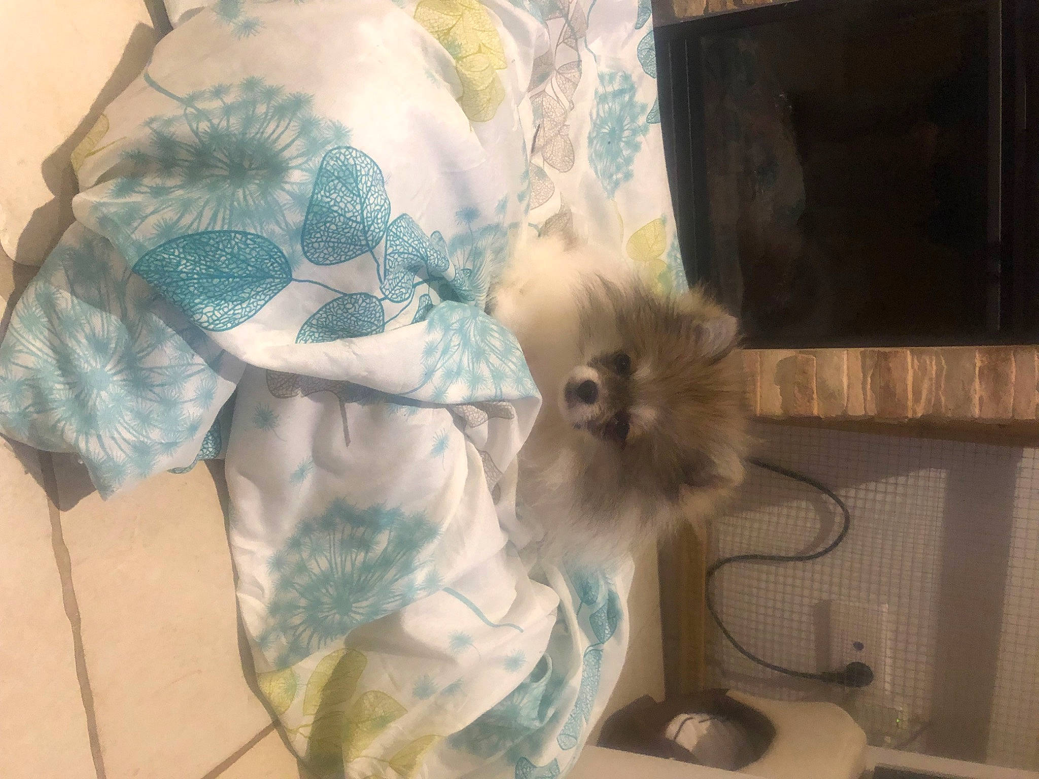 Segara a rejoint le concours — aidez-le/la à gagner de superbes lots ! canidae, carnivore, cat, companion_dog, fashion_accessory, fawn, felidae, fur, liver, pattern, small_to_medium_sized_cats, tail, toy_dog, whiskers