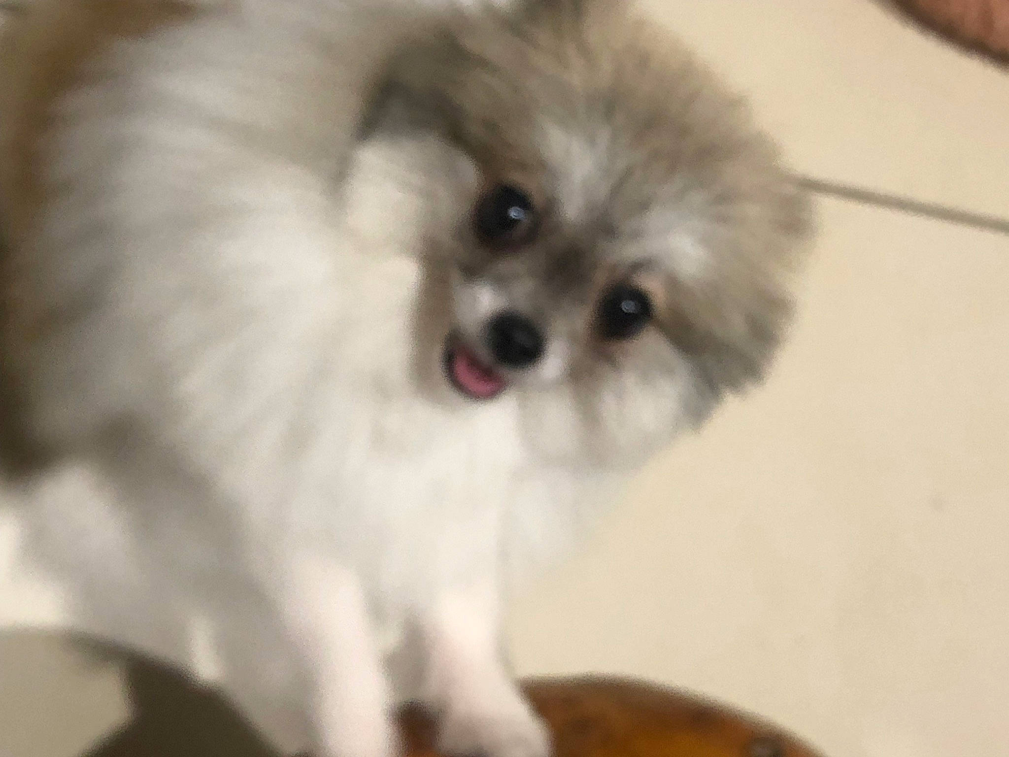 Segara a rejoint le concours — aidez-le/la à gagner de superbes lots ! ancient_dog_breeds, canidae, carnivore, companion_dog, dog, dog_breed, ear, fawn, fur, german_spitz, german_spitz_klein, german_spitz_mittel, liver, non_sporting_group, snout, spitz, sporting_group, toy_dog, whiskers, working_animal