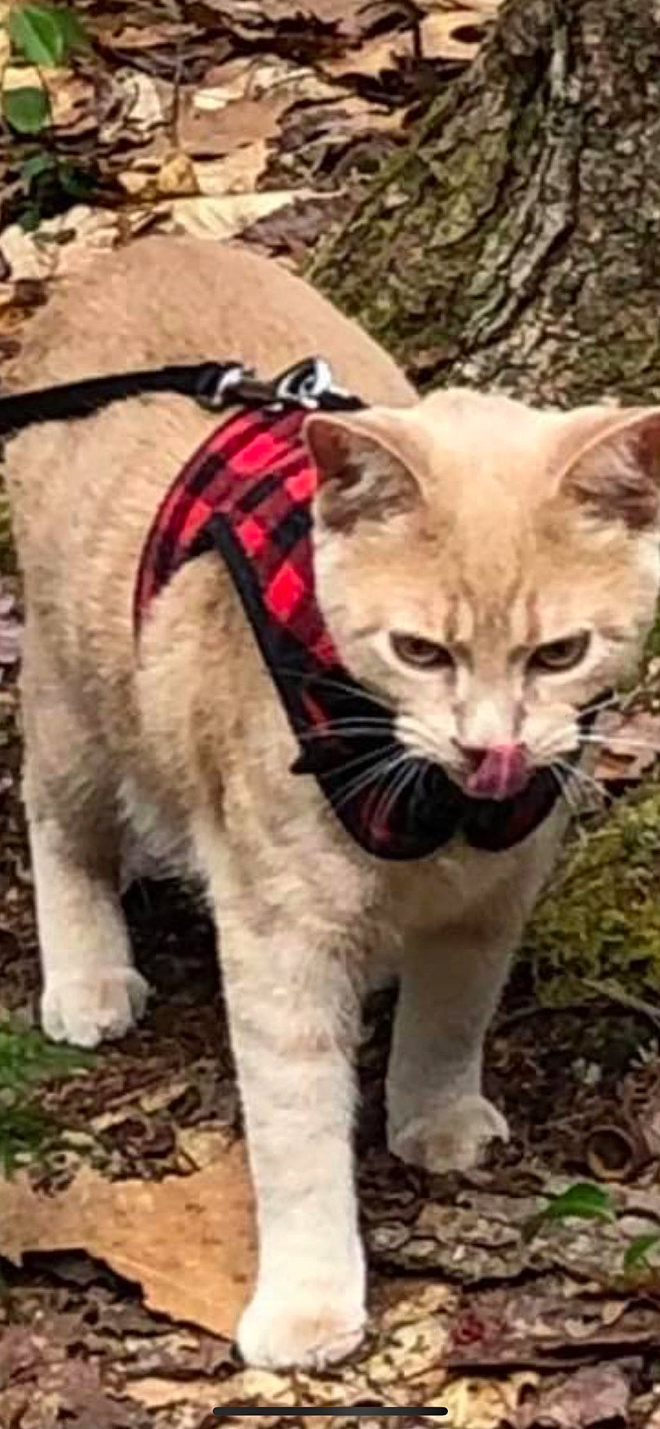 Autumn joined the competition — help win amazing prizes! carnivore, cat, collar, domestic_short_haired_cat, fawn, felidae, fur, grass, photo_caption, small_to_medium_sized_cats, snout, tail, terrestrial_animal, whiskers, wildlife