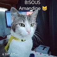 Amandine a rejoint le concours — aidez-le/la à gagner de superbes lots ! cat, pet, animal, domestic_animal, feline, close_up, collar, indoor, curious, whiskers, face, ears, eyes, fur, table, television, text_overlay, emoji, yellow, background
