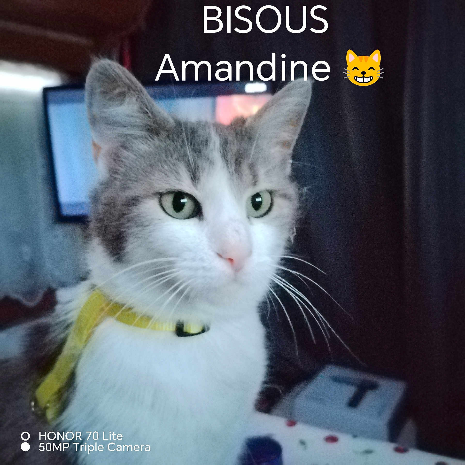 Amandine a rejoint le concours — aidez-le/la à gagner de superbes lots ! cat, pet, animal, domestic_animal, feline, close_up, collar, indoor, curious, whiskers, face, ears, eyes, fur, table, television, text_overlay, emoji, yellow, background