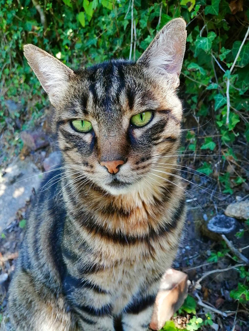 Léo a rejoint le concours — aidez-le/la à gagner de superbes lots ! art, carnivore, cat, domestic_short_haired_cat, felidae, fur, grass, groundcover, organism, paw, plant, small_to_medium_sized_cats, snout, tail, terrestrial_animal, whiskers, wildlife