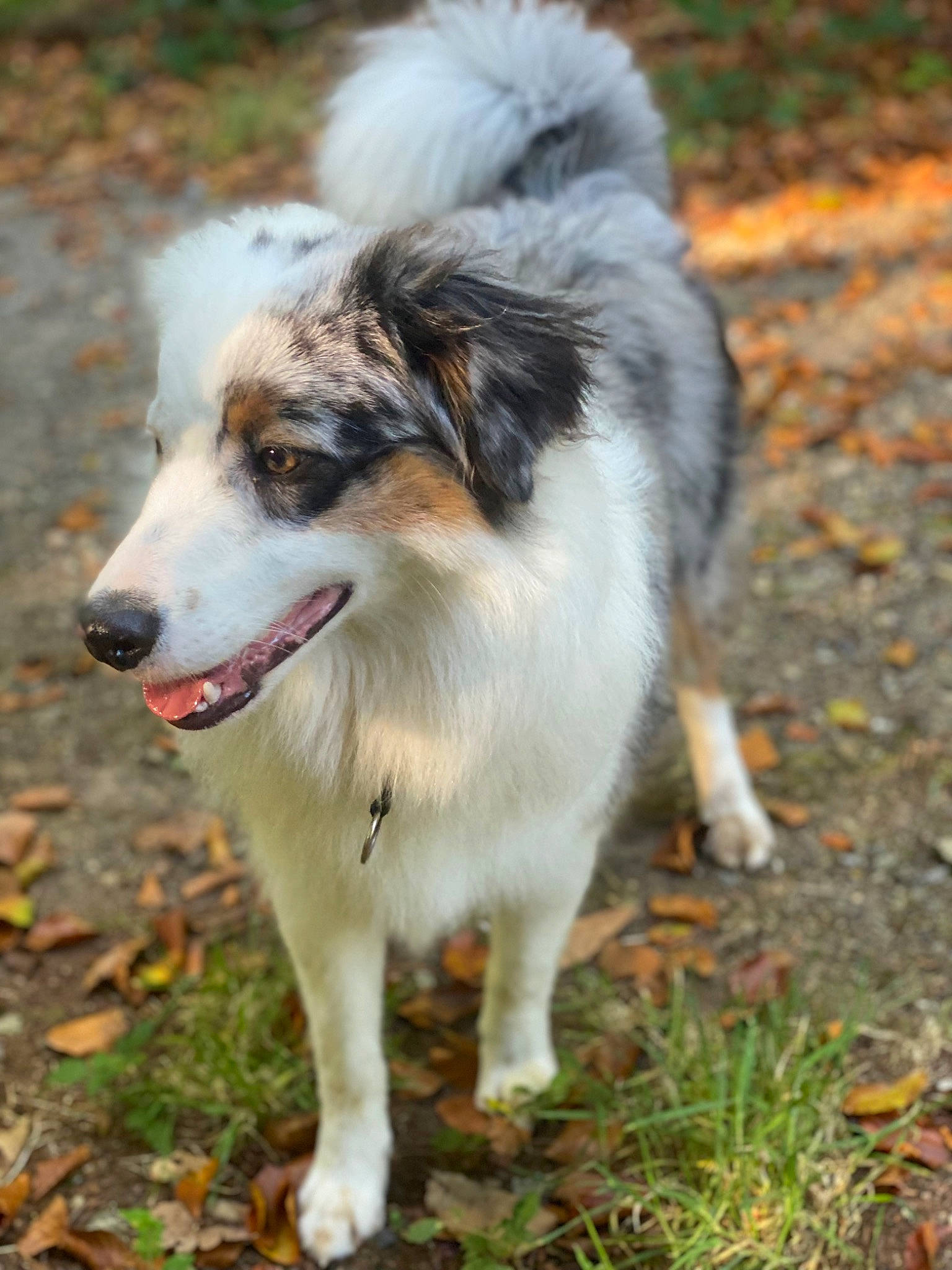 Sayko a rejoint le concours — aidez-le/la à gagner de superbes lots ! ancient_dog_breeds, australian_collie, canidae, carnivore, companion_dog, dog, dog_breed, fur, grass, herding_dog, plant, snout, sporting_group, terrestrial_animal, wildlife, working_dog