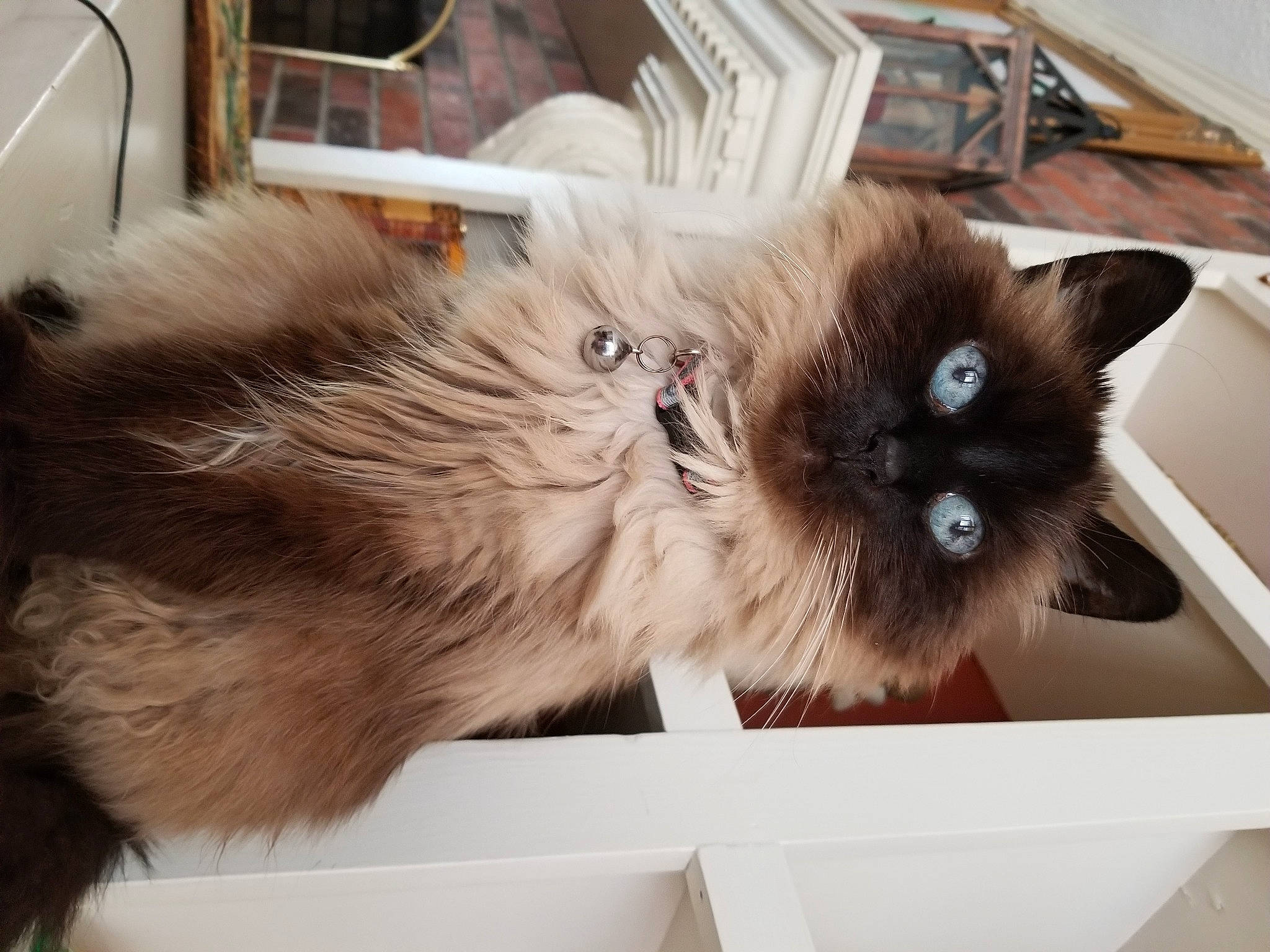 Molly Ann is registered to the contest to win money with this photo: balinese, birman, box, carnivore, cat, fawn, felidae, fur, paw, persian, ragdoll, siamese, small_to_medium_sized_cats, thai, whiskers