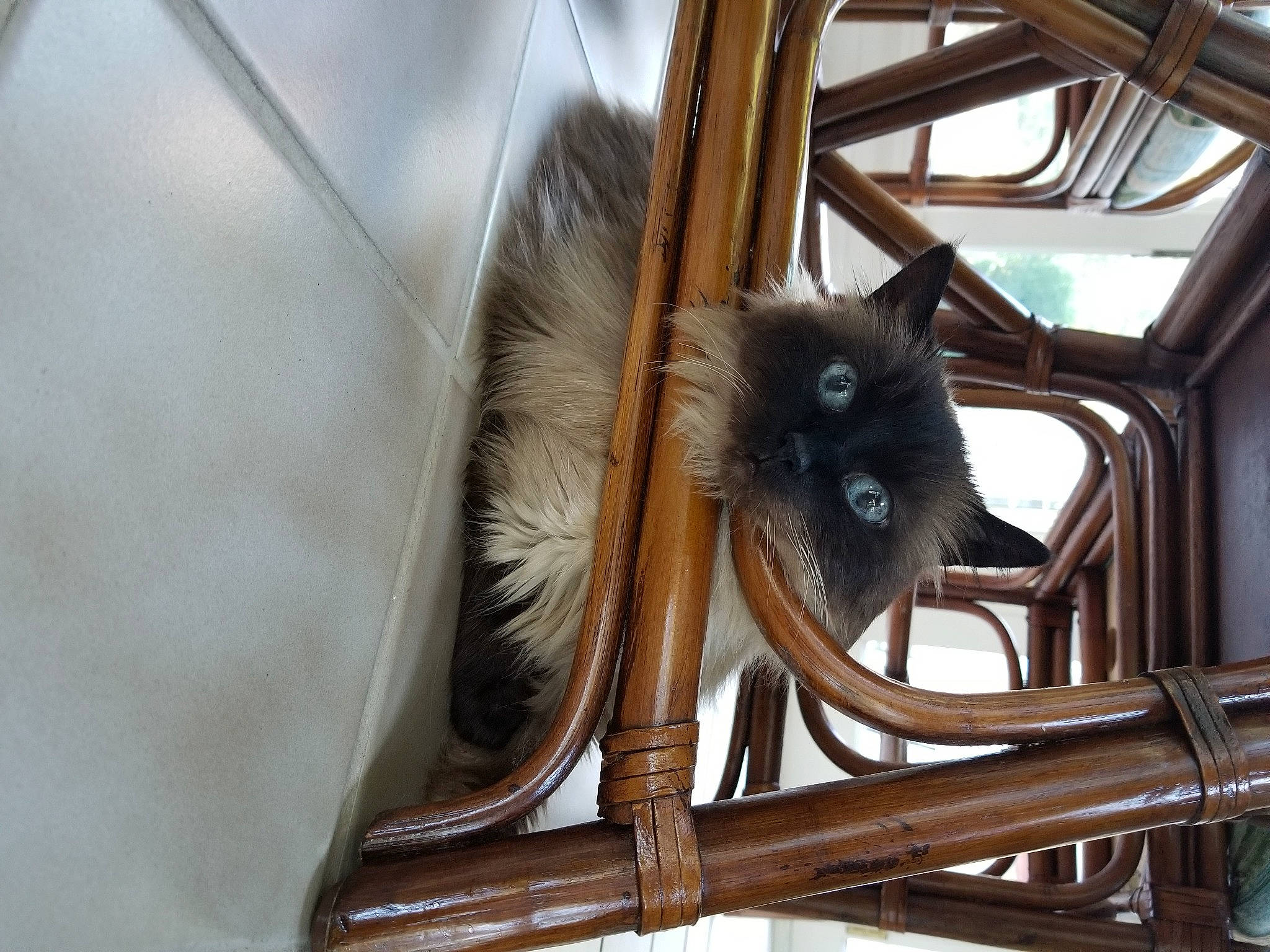 Molly Ann is registered to the contest to win money with this photo: building, carnivore, cat, fawn, felidae, fur, glass, house, metal, rim, siamese, small_to_medium_sized_cats, snout, spoke, tail, terrestrial_animal, vertebrate, whiskers, window, wood