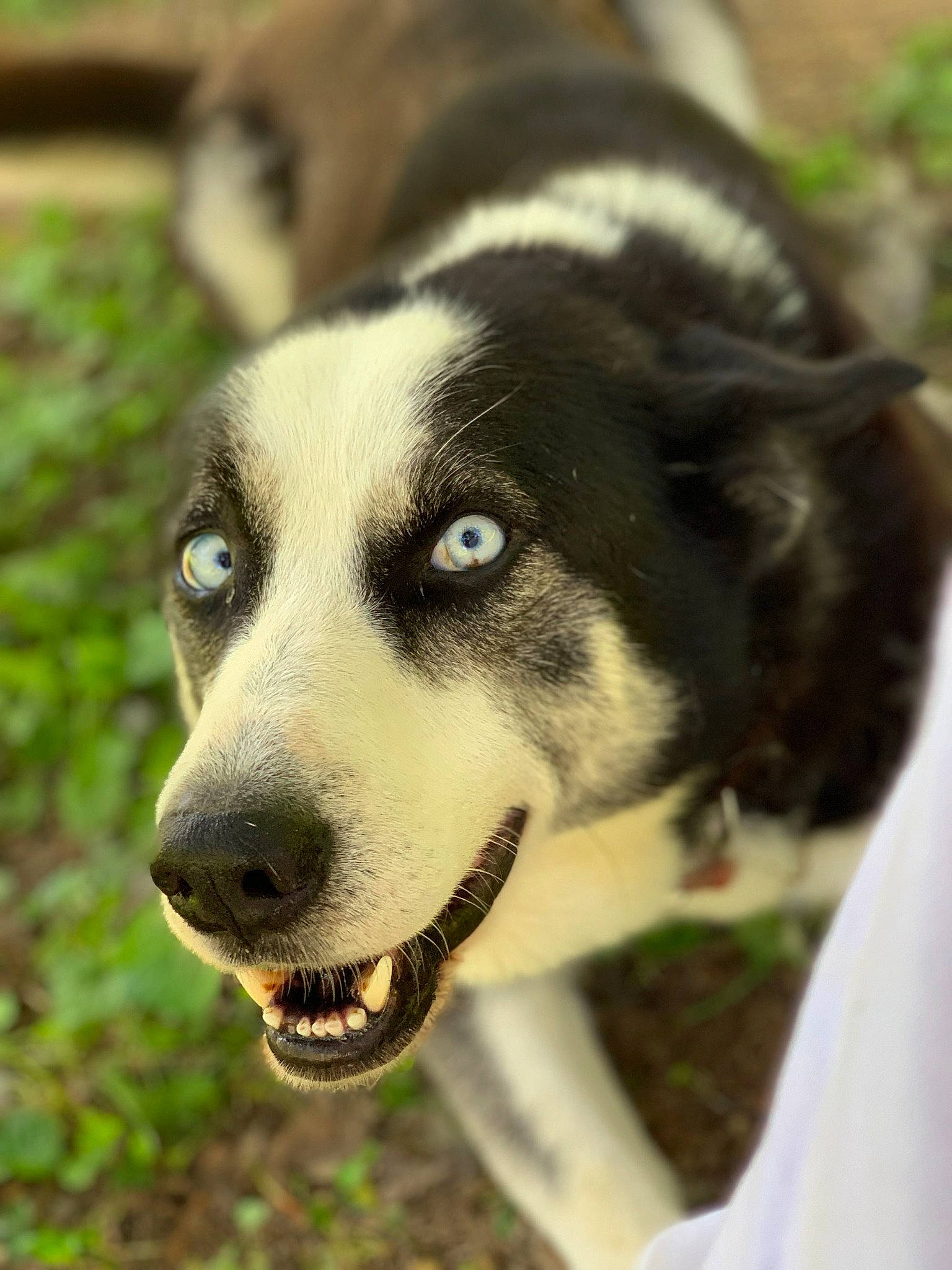 Baxter is registered to the contest to win money with this photo: ancient_dog_breeds, canidae, canis, carnivore, companion_dog, dog, dog_breed, eye, fur, grass, plant, siberian_husky, sled_dog, snout, sporting_group, terrestrial_animal, tree, whiskers, working_animal, working_dog