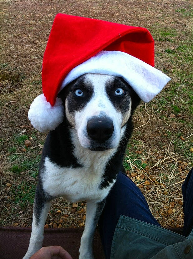 Baxter joined the competition — help win amazing prizes! canidae, cap, carmine, carnivore, companion_dog, costume, costume_hat, dog, dog_breed, dog_clothes, dog_supply, fashion_accessory, fawn, fur, grass, hat, plant, snout, sporting_group, whiskers