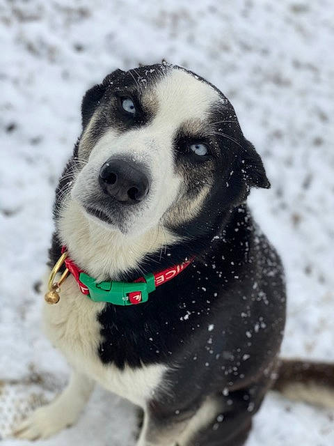 Baxter joined the competition — help win amazing prizes! canidae, carnivore, collar, companion_dog, dog, dog_breed, dog_collar, freezing, fur, leash, monochrome_photography, paw, pet_supply, snout, snow, sporting_group, whiskers, winter, working_animal, working_dog