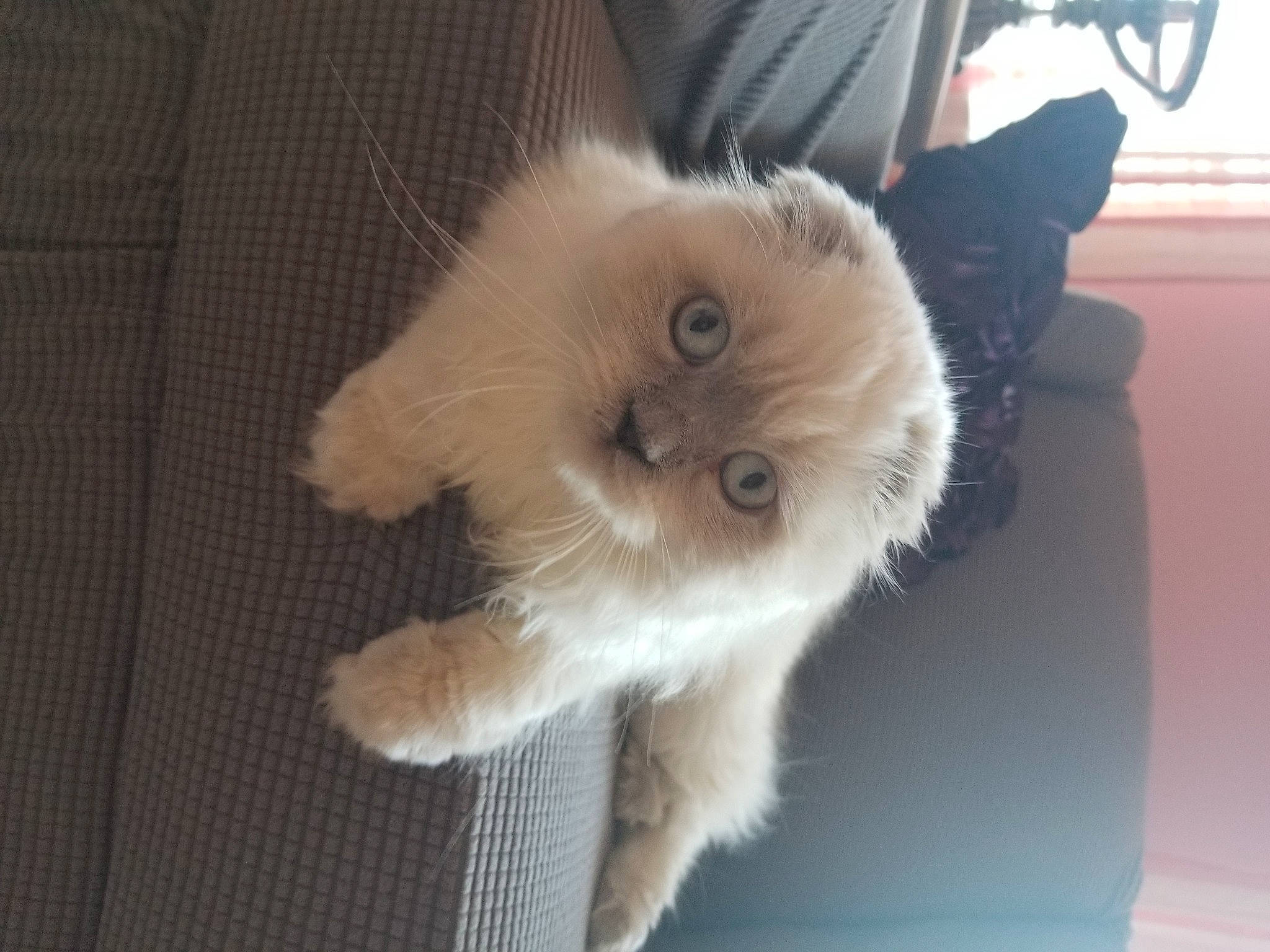Yeti Louise joined the competition — help win amazing prizes! balinese, canidae, carnivore, cat, claw, companion_dog, dog_breed, fawn, felidae, flooring, fur, non_sporting_group, paw, persian, small_to_medium_sized_cats, spitz, tail, toy_dog, whiskers, working_animal