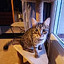 animal, blur, cat, cat_tree, cozy, curious, ears, feline, floor, fur, furniture, home, indoor, light, pet, sitting, tabby_cat, tail, whiskers, window