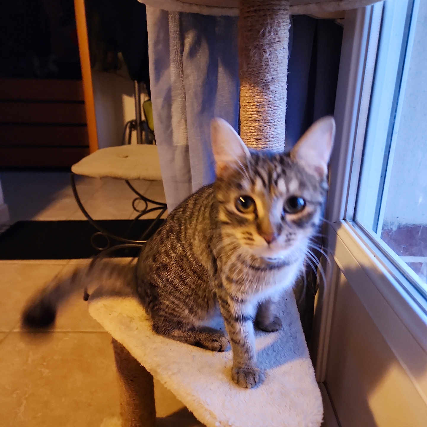 Vicky a rejoint le concours — aidez-le/la à gagner de superbes lots ! animal, blur, cat, cat_tree, cozy, curious, ears, feline, floor, fur, furniture, home, indoor, light, pet, sitting, tabby_cat, tail, whiskers, window