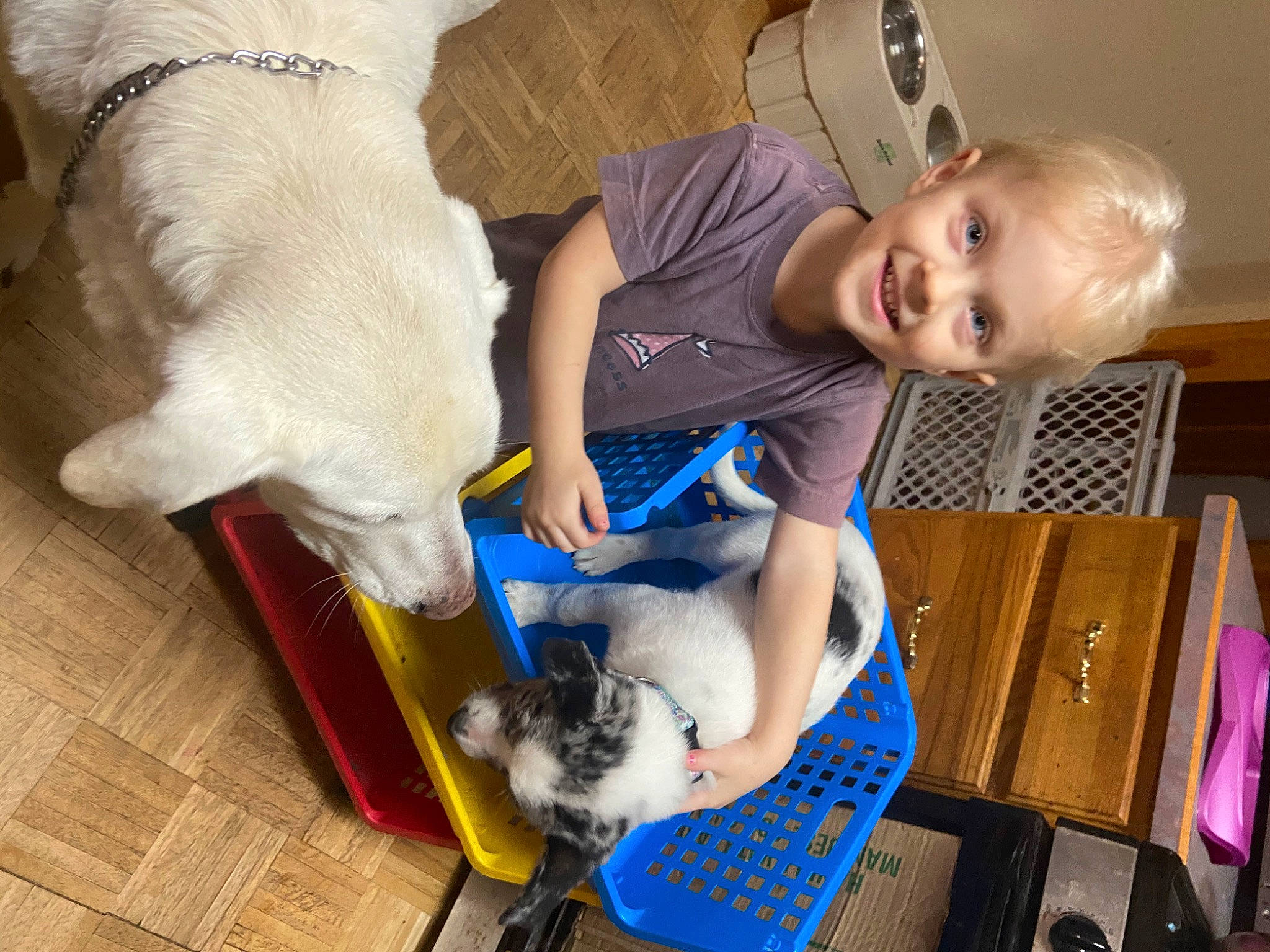 Sophia is registered to the contest to win money with this photo: baby, baby_toddler_clothing, carnivore, comfort, companion_dog, dog, dog_breed, fur, human, joy, laminate_flooring, lap, mammal, person, pet_supply, play, shelf, small_to_medium_sized_cats, sporting_group, toddler