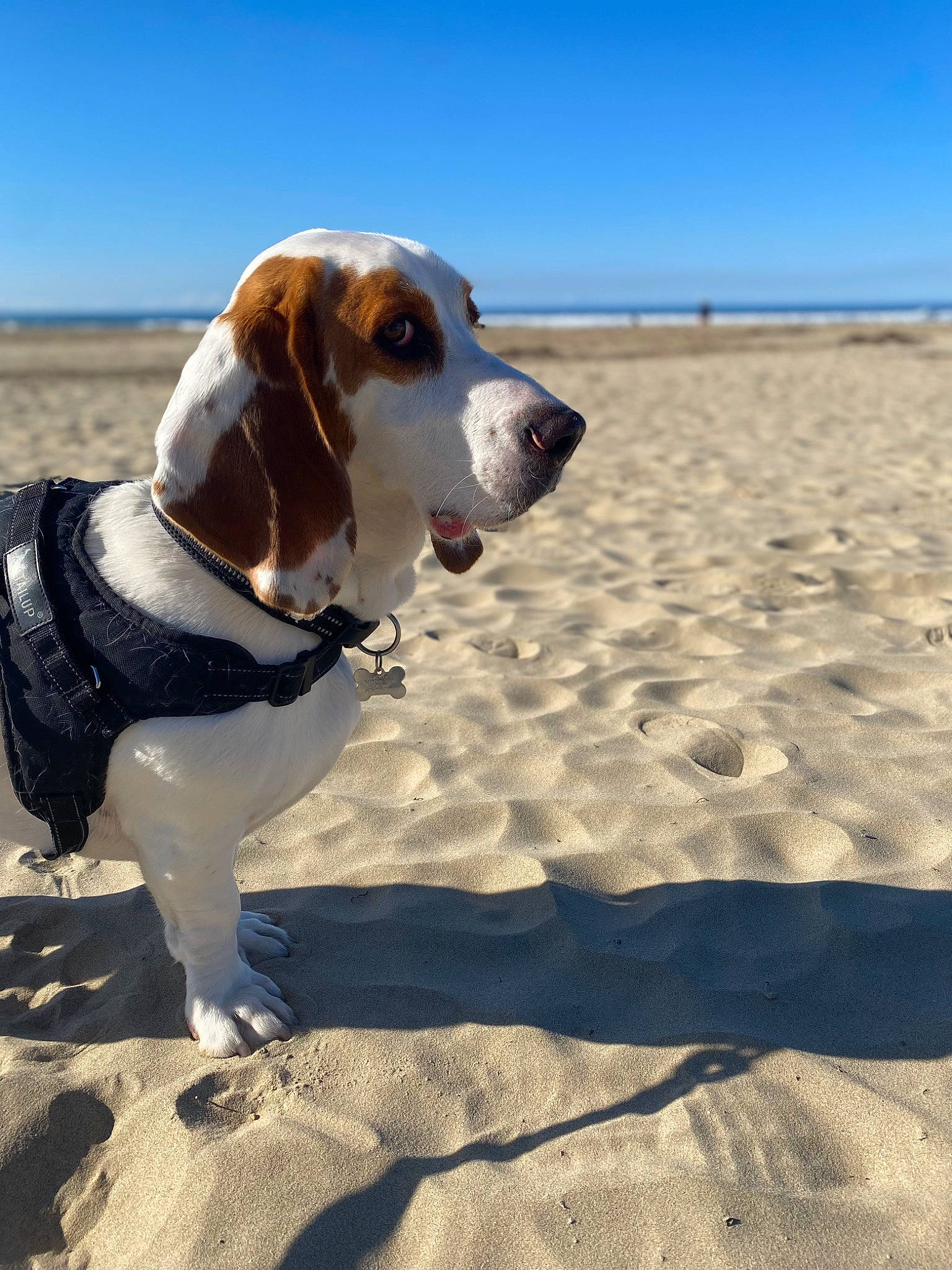 Clyde is registered to the contest to win money with this photo: adventure, beach, canidae, carnivore, collar, companion_dog, dog, dog_breed, dog_collar, dog_supply, fawn, hound, landscape, leash, pet_supply, sand, singing_sand, sky, snout, sporting_group