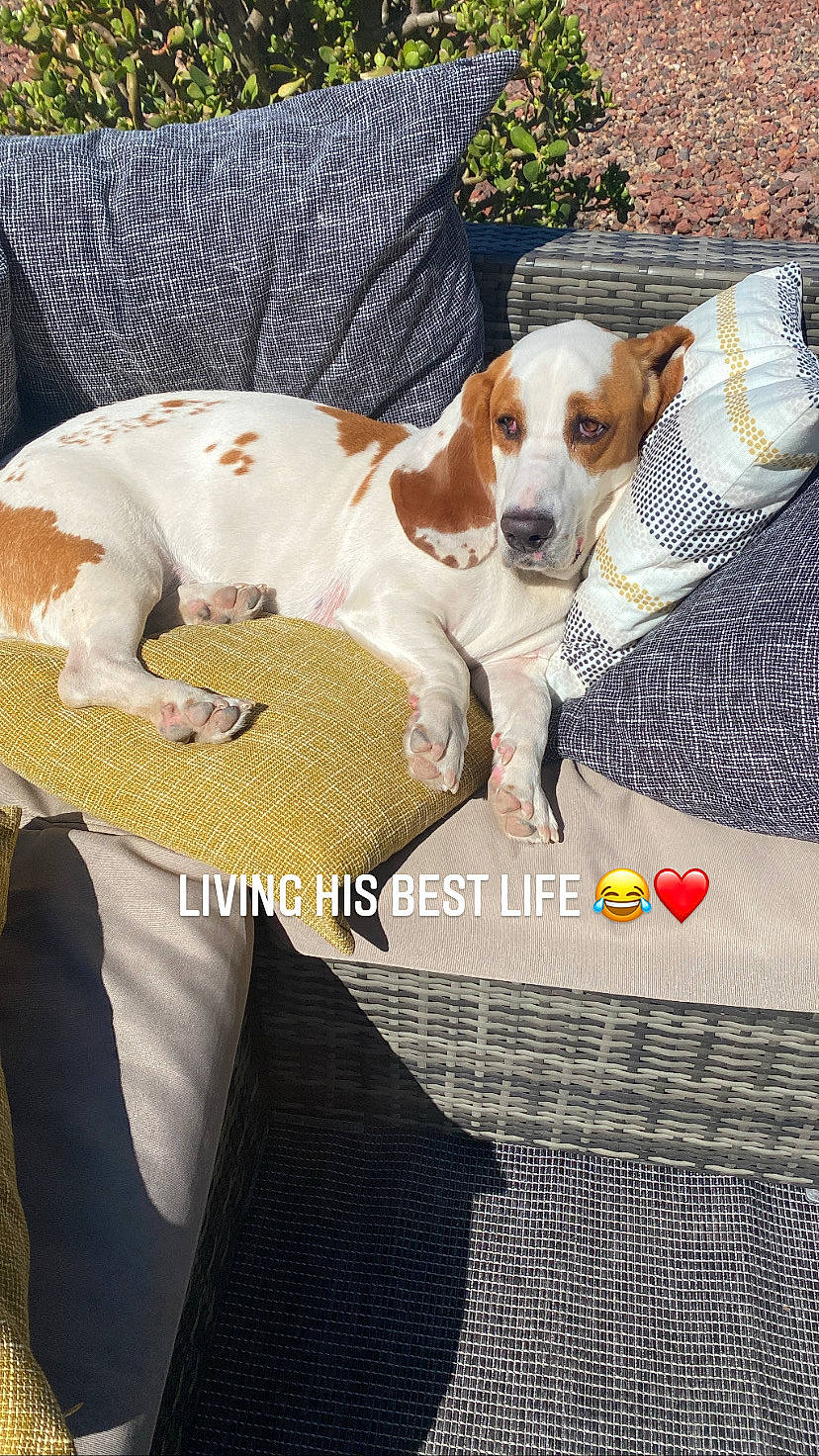 Clyde joined the competition — help win amazing prizes! canidae, carnivore, collar, comfort, companion_dog, dog, dog_breed, dog_supply, formal_wear, fur, linens, pattern, paw, pet_supply, photo_caption, plant, publication, scent_hound, sporting_group, vertebrate