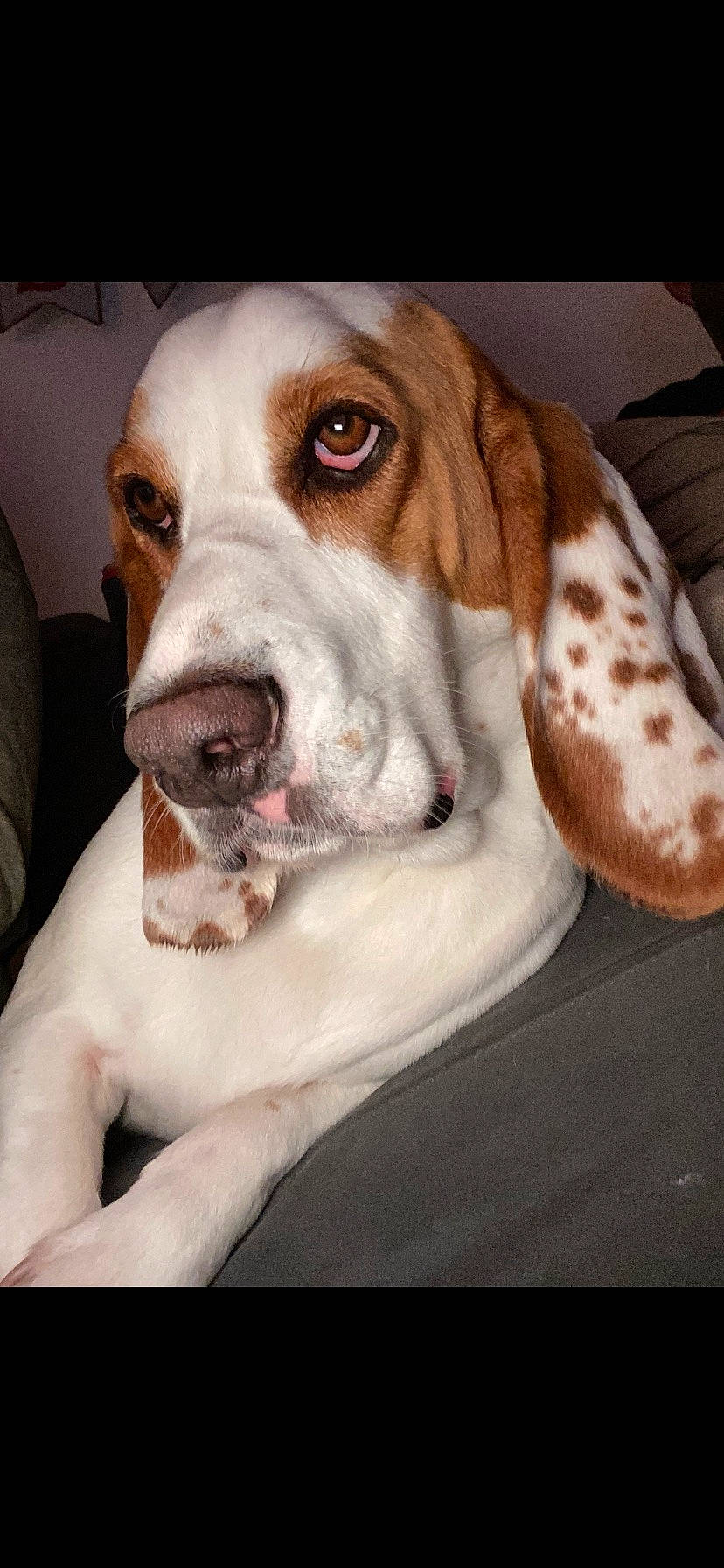 Clyde is registered to the contest to win money with this photo: canidae, carnivore, collar, companion_dog, dog, dog_breed, dog_collar, fawn, fur, gun_dog, hound, hunting_dog, liver, non_sporting_group, scent_hound, snout, sporting_group, whiskers, working_animal