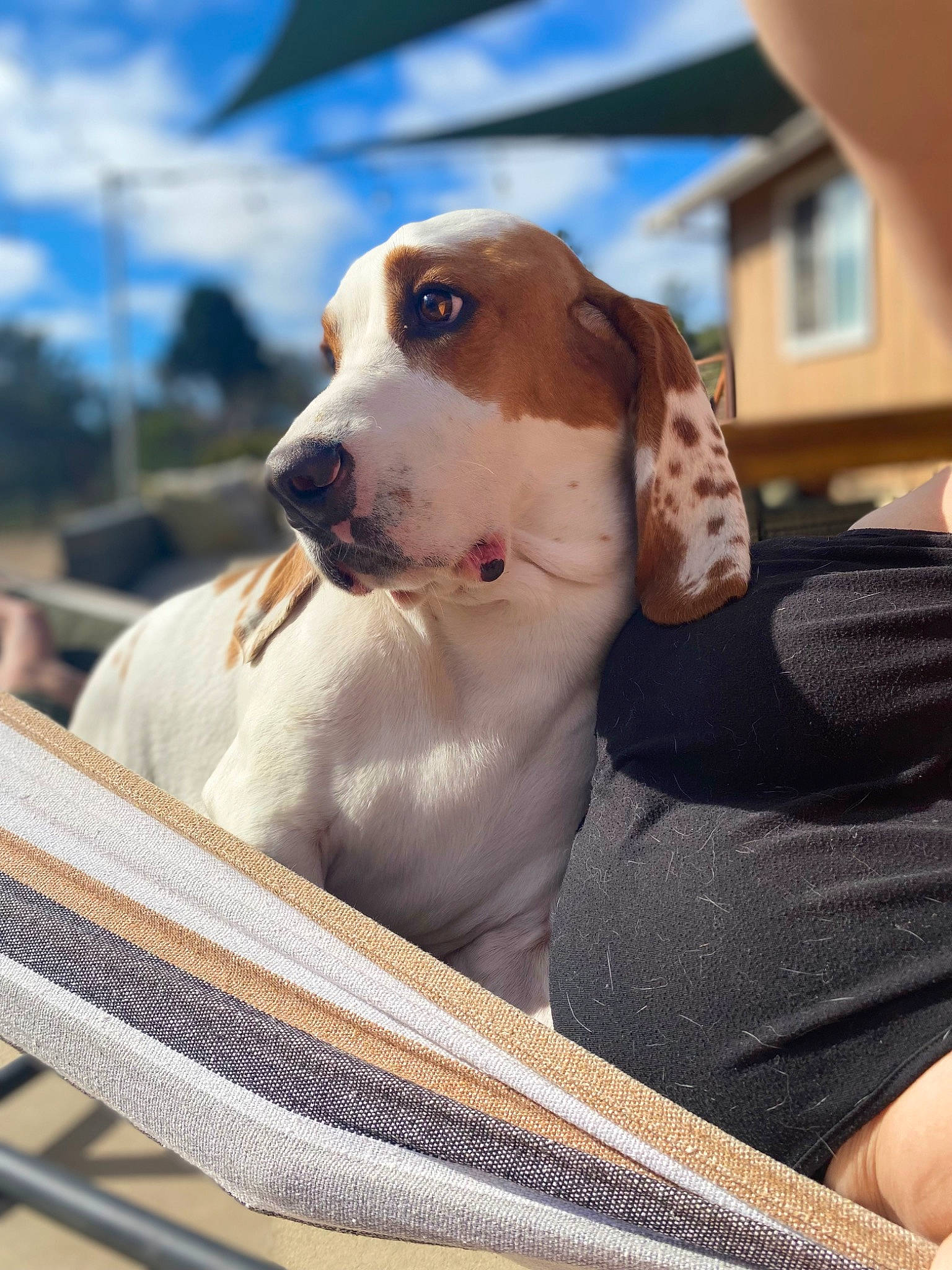 Clyde is registered to the contest to win money with this photo: canidae, carnivore, cloud, collar, companion_dog, dog, dog_breed, dog_collar, dog_supply, fawn, gun_dog, hubcap, pet_supply, sky, snout, sporting_group, vehicle, whiskers, window, working_animal