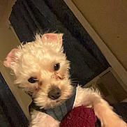 Zero joined the competition — help win amazing prizes! dog, pet, white_dog, indoor, blanket, curtains, fur, paws, looking, cozy, closeup, animal, companion, cute, scruffy, warm_lighting, household, resting, curious, portrait