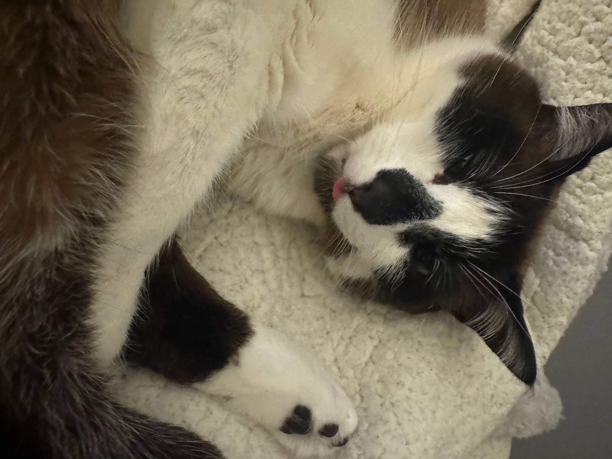 Mateo is registered to the contest to win money with this photo: carnivore, cat, claw, comfort, domestic_short_haired_cat, felidae, foot, fur, nap, paw, sleep, small_to_medium_sized_cats, tail, terrestrial_animal, whiskers