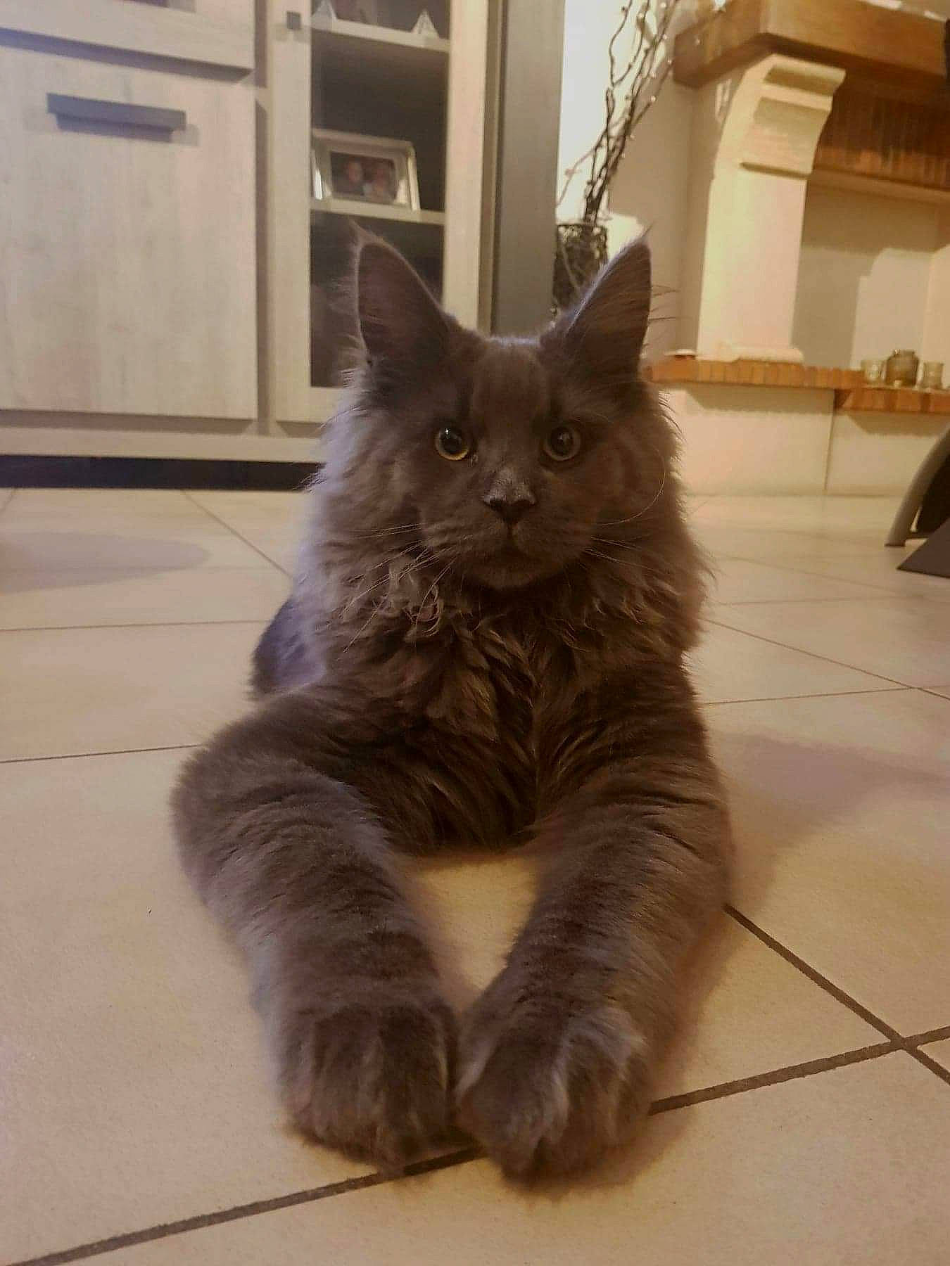 Pancake participe au concours pour gagner de l'argent avec cette photo : asian_semi_longhair, british_longhair, british_semi_longhair, carnivore, cat, cymric, domestic_long_haired_cat, domestic_short_haired_cat, felidae, korat, maine_coon, mammal, nebelung, norwegian_forest_cat, persian, russian_blue, small_to_medium_sized_cats, snout, vertebrate, whiskers