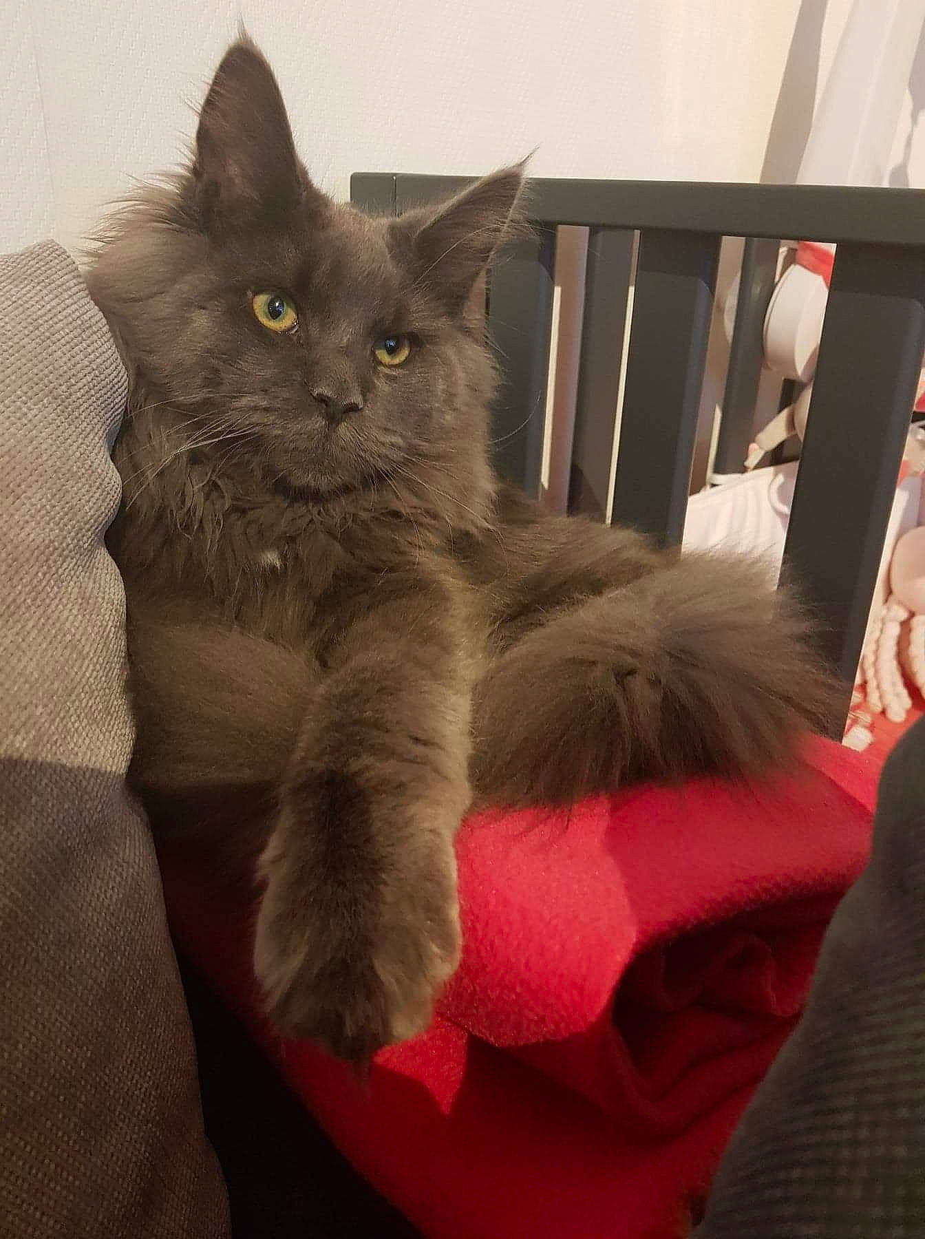 Pancake participe au concours pour gagner de l'argent avec cette photo : asian, asian_semi_longhair, british_longhair, british_semi_longhair, carnivore, cat, chartreux, domestic_long_haired_cat, domestic_short_haired_cat, felidae, kitten, korat, maine_coon, mammal, nebelung, norwegian_forest_cat, russian_blue, small_to_medium_sized_cats, vertebrate, whiskers