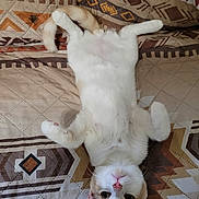 Frankie joined the competition — help win amazing prizes! cat, pet, animal, feline, cute, lying_down, upside_down, quilt, patterned, bed, whiskers, ears, tail, paws, fur, relaxed, indoor, domestic, close_up, face