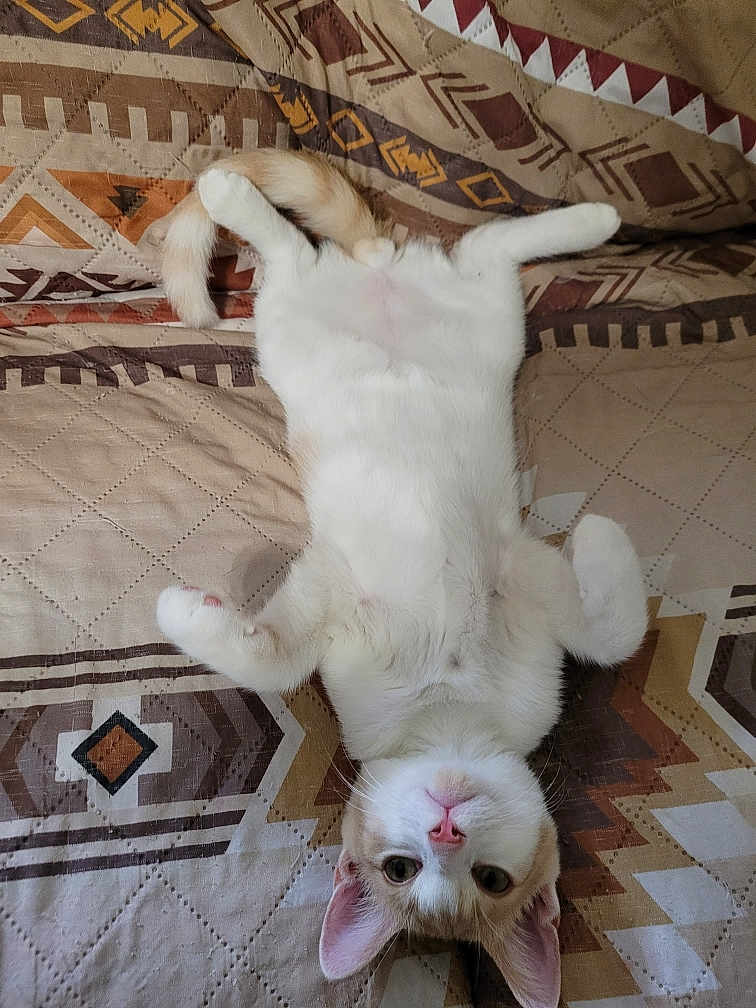 Frankie
