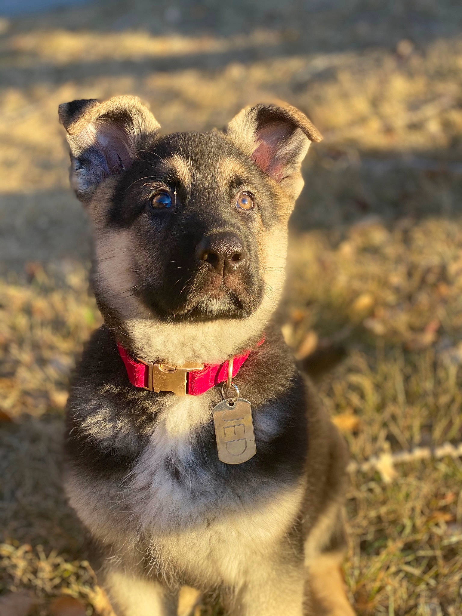 Jed joined the competition — help win amazing prizes! canidae, carnivore, collar, companion_dog, dog, dog_breed, dog_collar, dog_supply, fawn, leash, mammal, pet_supply, puppy, snout, sporting_group, vertebrate, whiskers, working_animal, working_dog
