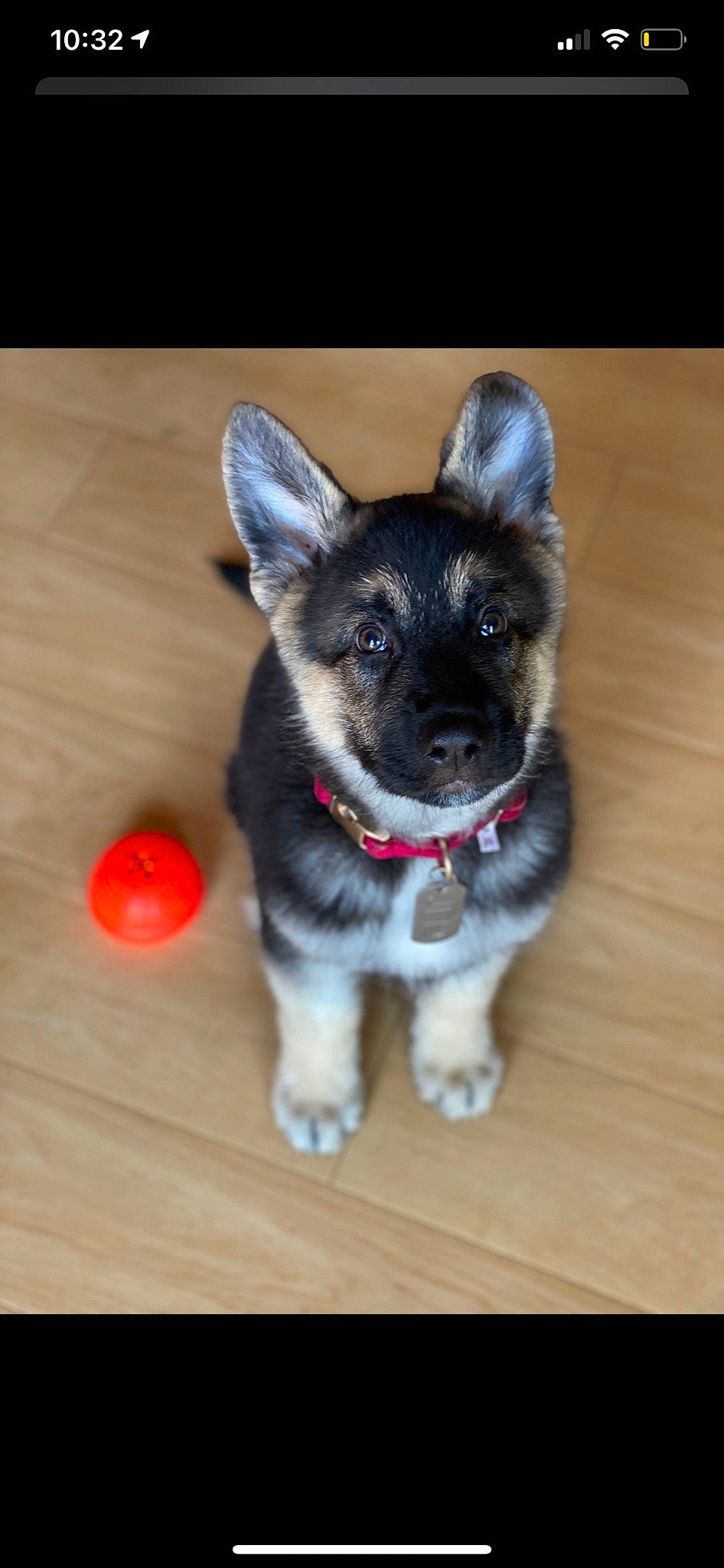 Jed is registered to the contest to win money with this photo: canidae, carnivore, collar, companion_dog, dog, dog_breed, dog_collar, dog_supply, fawn, floor, flooring, hardwood, laminate_flooring, pet_supply, puppy, snout, wood, wood_flooring, wood_stain, working_animal