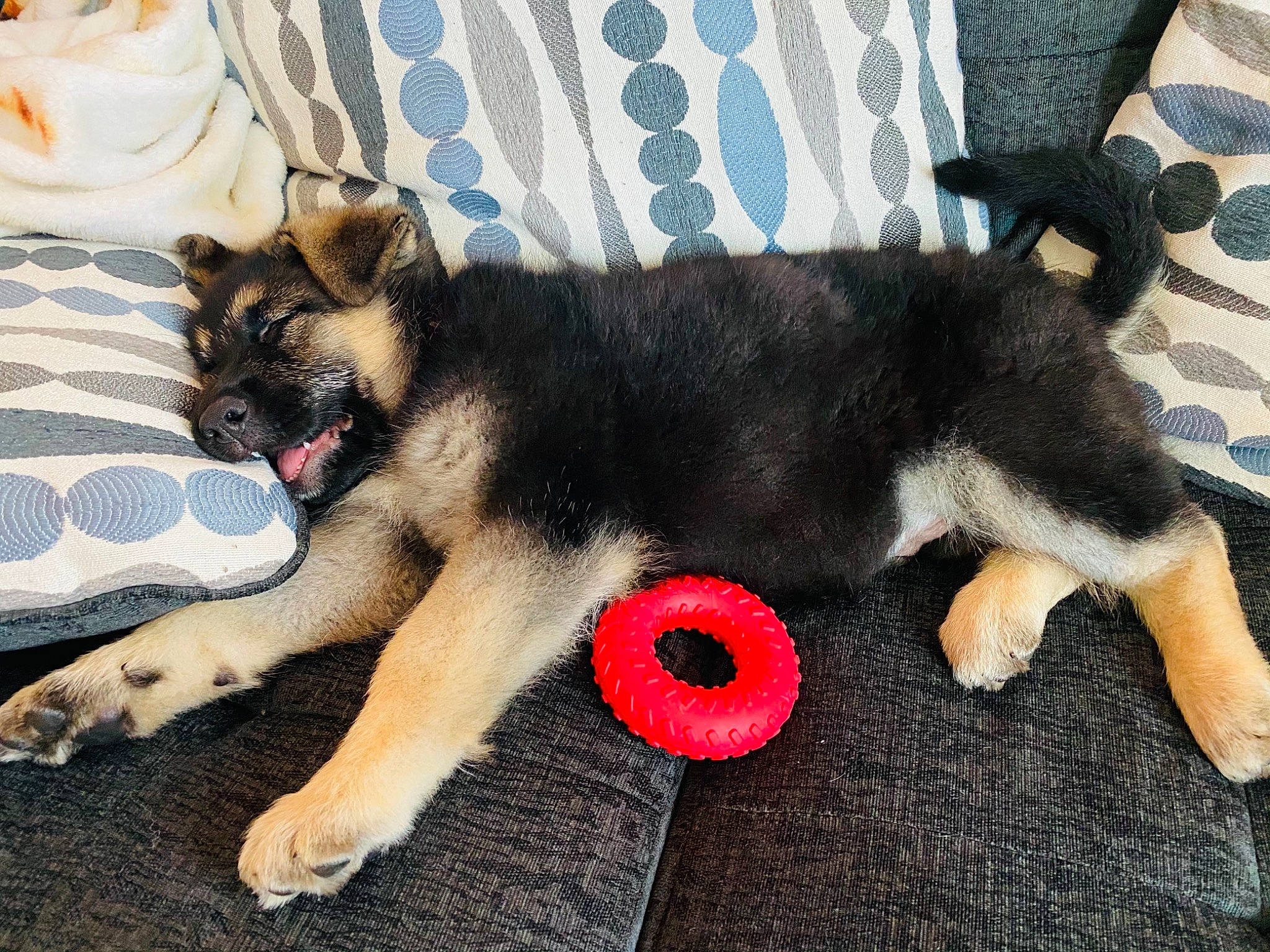 Jed is registered to the contest to win money with this photo: canidae, carnivore, claw, companion_dog, dog, dog_bed, dog_breed, dog_supply, fawn, fur, guard_dog, linens, paw, pet_supply, snout, sporting_group, tail, tongue, working_animal, working_dog