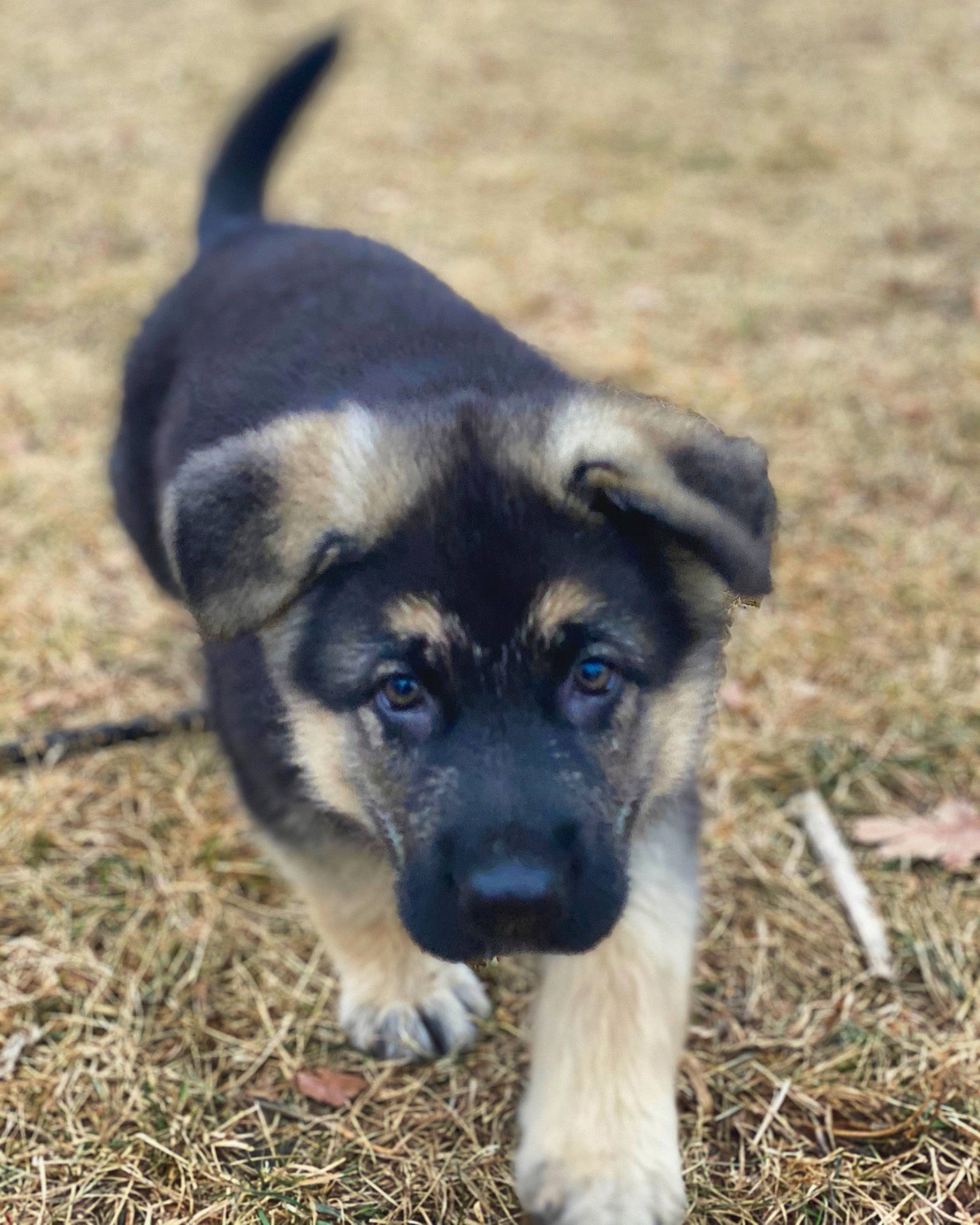 Jed is registered to the contest to win money with this photo: ancient_dog_breeds, balance, canidae, carnivore, companion_dog, dog, dog_breed, fawn, fur, grass, herding_dog, puppy, snout, soil, sporting_group, terrestrial_animal, wildlife, working_animal, working_dog