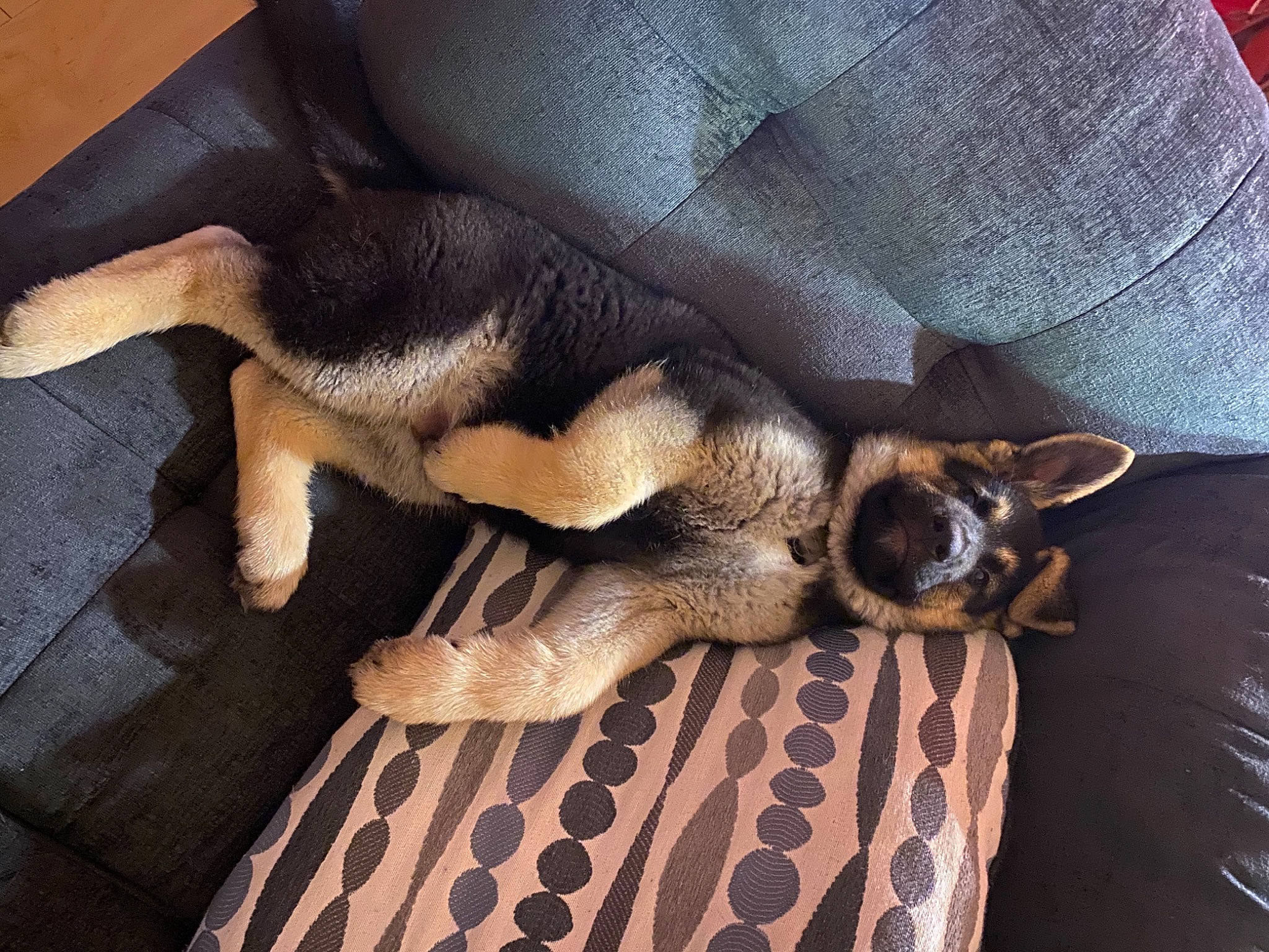 Jed is registered to the contest to win money with this photo: blanket, canidae, carnivore, claw, comfort, companion_dog, dog, dog_breed, dog_supply, fawn, felidae, fur, human_leg, linens, nap, paw, sleep, sporting_group, tail, terrestrial_animal