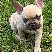 Mylo is registered to the contest to win money with this photo: puppy, french_bulldog, dog, grass, outdoor, pet, animal, cute, young, ears, fur, walking, nature, small, mammal, adorable, canine, playful, closeup, tongue