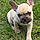 Mylo