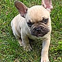 puppy, french_bulldog, dog, grass, outdoor, pet, animal, cute, young, ears, fur, walking, nature, small, mammal, adorable, canine, playful, closeup, tongue
