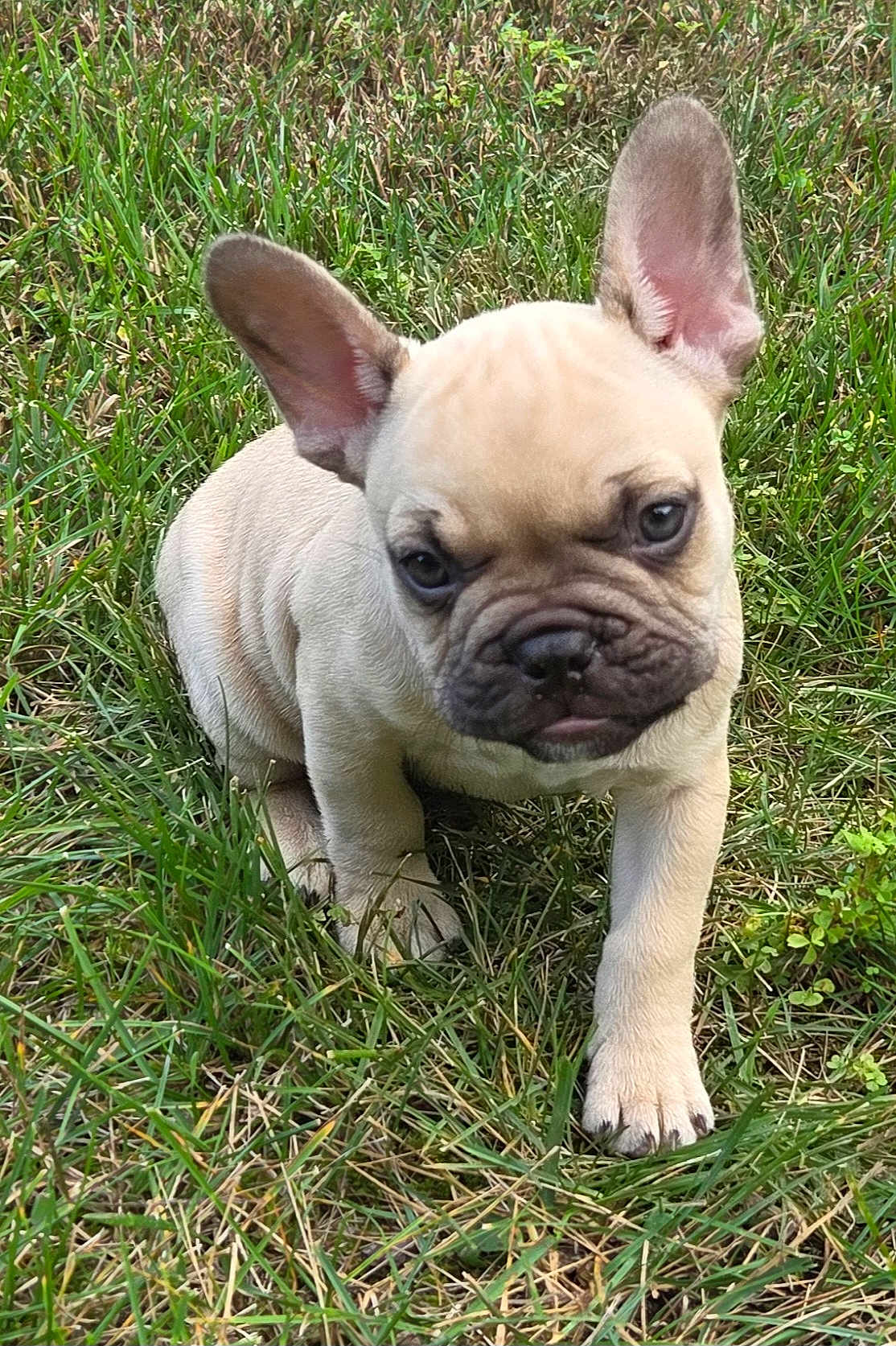 Mylo
