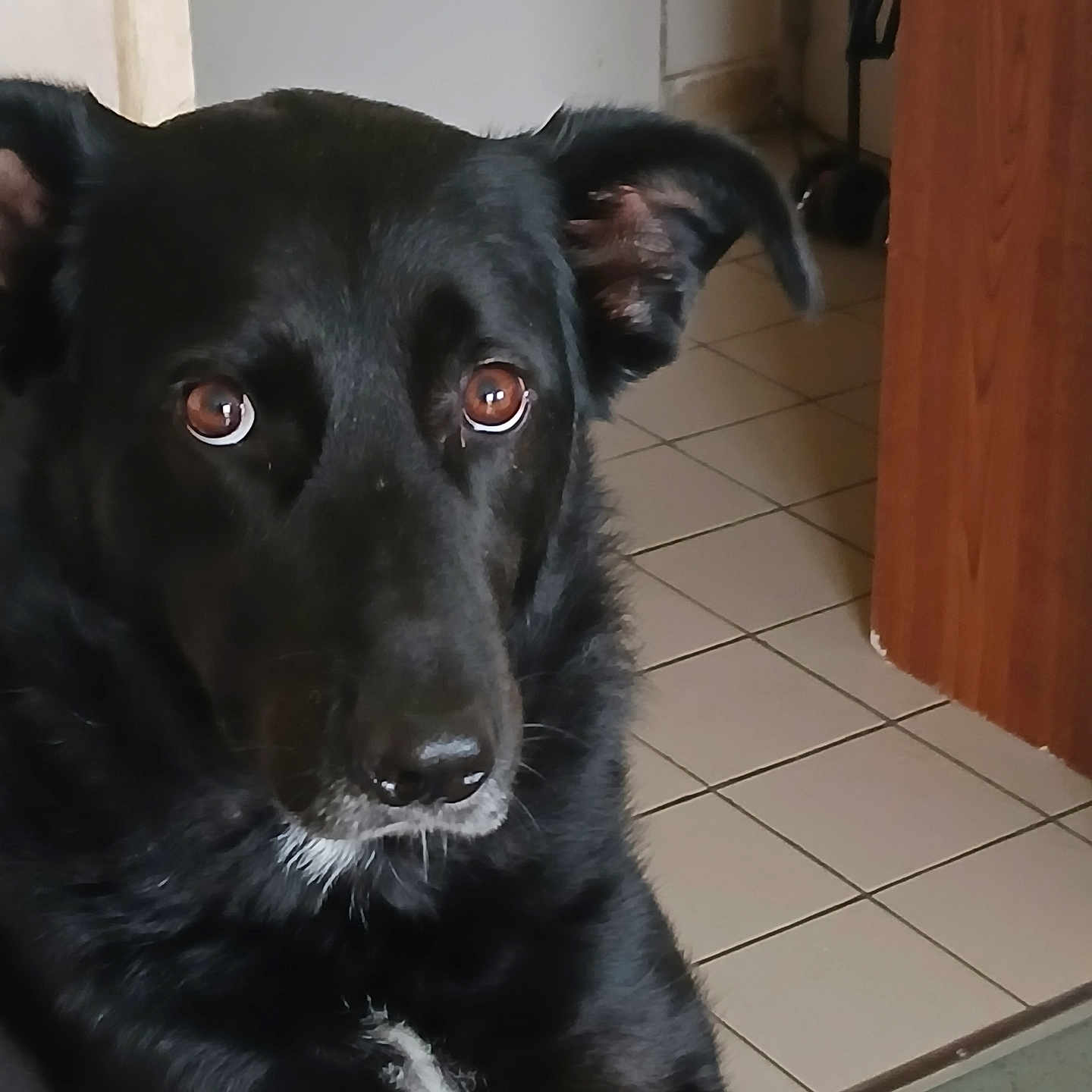 Nala
