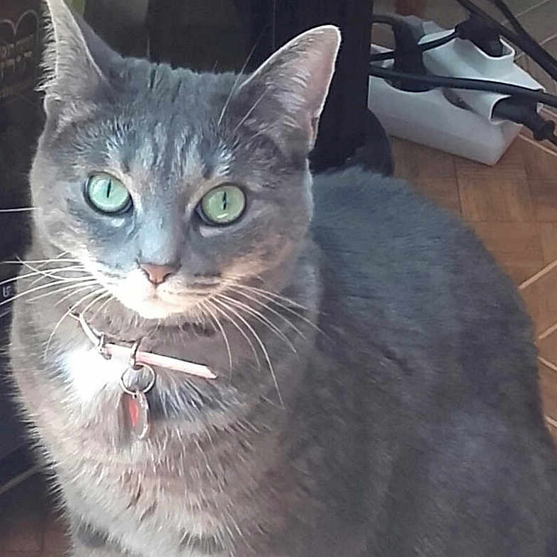 Saphira participe au concours pour gagner de l'argent avec cette photo : abyssinian, accessories, angora, animal, blackcat, cat, collar, couch, egyptiancat, electronics, furniture, gray, indoors, jewelry, kitten, leash, manx, necklace, pet, slate