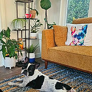 Maxwell joined the competition — help win amazing prizes! dog, french_bulldog, indoor, living_room, couch, pillow, plant_stand, plants, rug, wood_floor, window, decor, pottery, colorful_pillow, relaxed, pet, animal, furniture, home, cozy