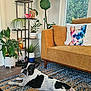 dog, french_bulldog, indoor, living_room, couch, pillow, plant_stand, plants, rug, wood_floor, window, decor, pottery, colorful_pillow, relaxed, pet, animal, furniture, home, cozy