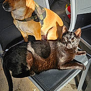 Popeye participe au concours pour gagner de l'argent avec cette photo : animal, black_cat, brown_dog, cat, chair, companion, dog, domestic_animal, feline, floor, harness, mesh_chair, outdoor, pet, relaxation, resting, shadow, sunlight, sunny, tile_floor