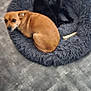 animal, black_cat, bone, brown_dog, cat, companion, cozy, curled_up, cute, dog, floor, fluffy, grooming, home, indoor, modern_floor, pet_bed, relaxed, resting, shared_space