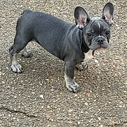 Remi is registered to the contest to win money with this photo: dog, french_bulldog, puppy, pet, animal, standing, outdoor, pavement, gravel, black_coat, white_markings, upright_ears, short_muzzle, brown_eyes, four_legs, tail, portrait, closeup, cute, daylight