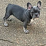 dog, french_bulldog, puppy, pet, animal, standing, outdoor, pavement, gravel, black_coat, white_markings, upright_ears, short_muzzle, brown_eyes, four_legs, tail, portrait, closeup, cute, daylight